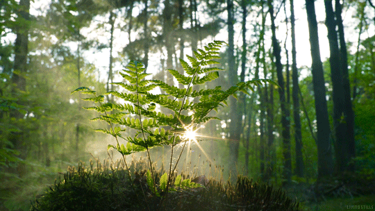 Summerschool Bosbadderen: Natuurbeleving voor Ontspanning en Groei