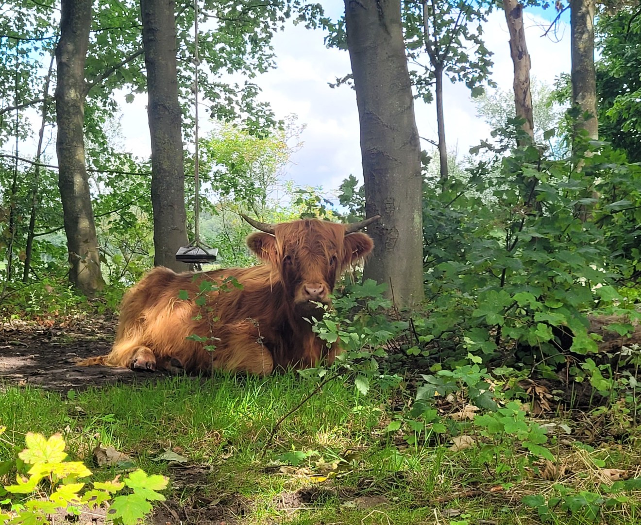 Evelien en de Hollandse steppe