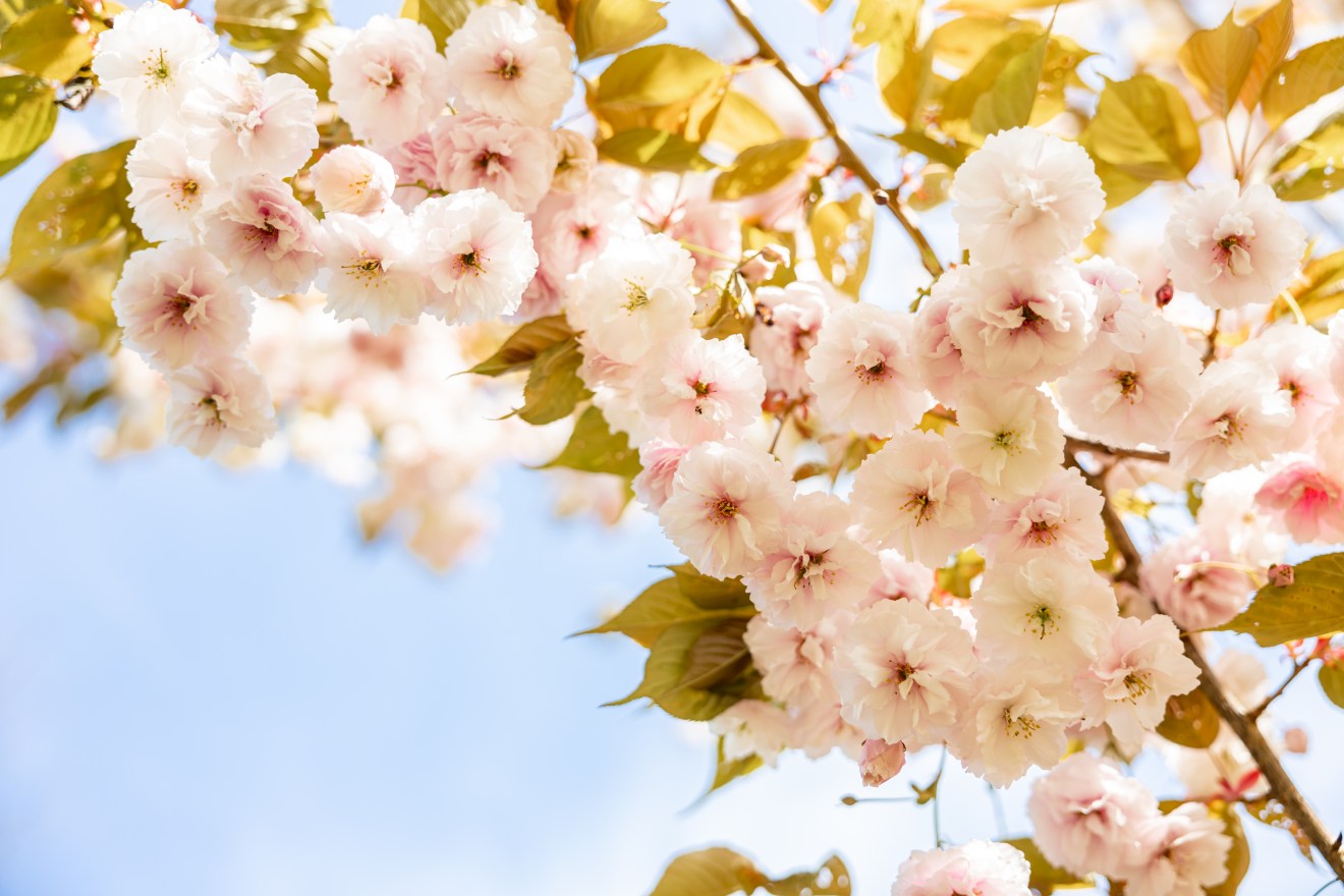 Sakura Bloesem Bosbad in Trompenburg 桜