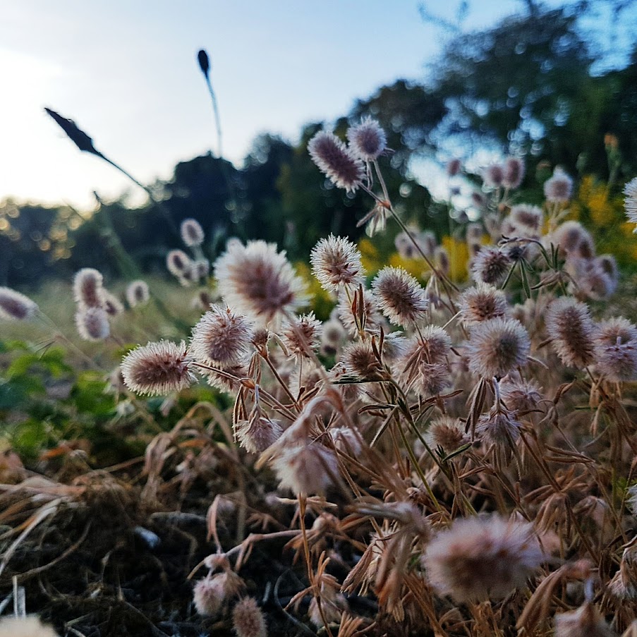 Stapstenen op het pad – zomerles en bosbad met Coelho